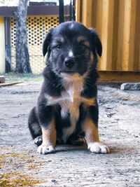 Portrait of puppy sitting outdoors