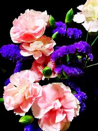 Close-up of flowers blooming against black background