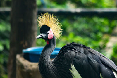 Black crowned crane in the zoo