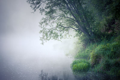 Beautiful foggy spring morning landscape of a river with grass growing in the foreground.