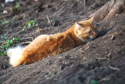 Close-up of cat on rock