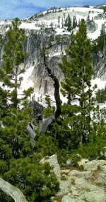 Trees growing on mountain