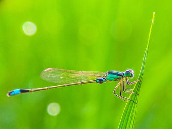 Close-up of damselfly on green leaf