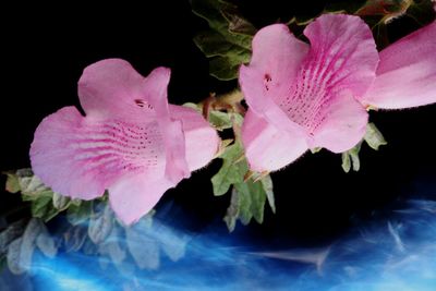 Close-up of pink flower with leaves