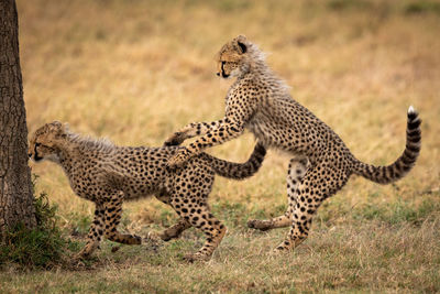 Close-up of cheetahs playing on field by tree trunk