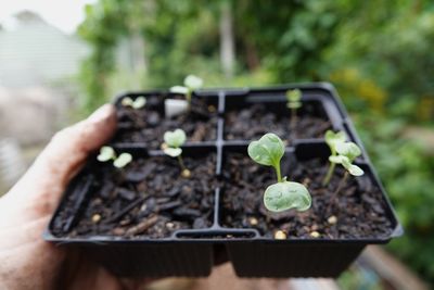 Close-up of hand holding plant