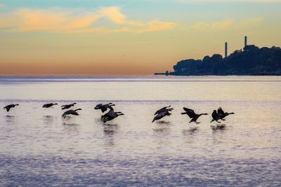 Birds on beach against sky during sunset