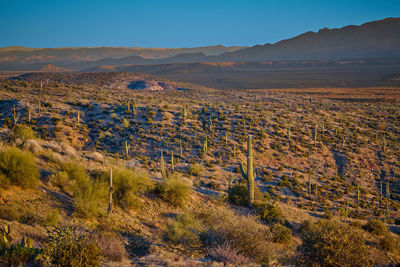 Saguaro cactus scattered across the hillside in the tonto national forest, arizona.