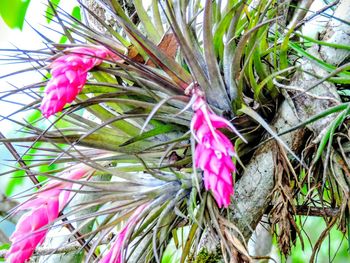 Close-up of pink flowers