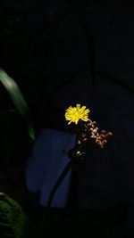 Close-up of yellow flowers blooming against black background
