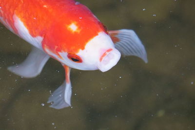 Close-up of koi carp swimming in pond