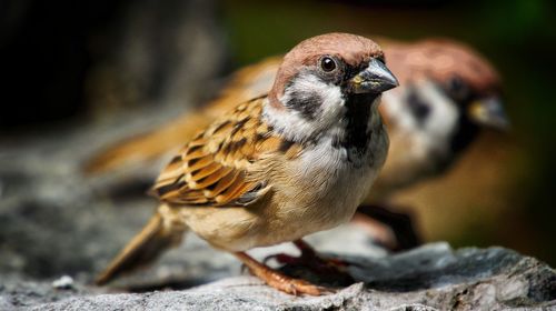 Close-up of bird perching on rock