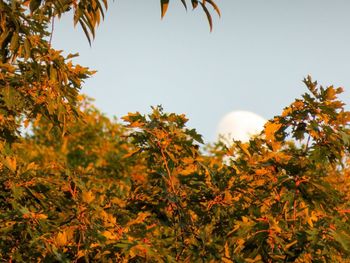 Plants growing on a tree