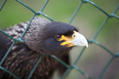 Close-up of a bird looking through chainlink fence