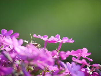 Close-up of insect on pink flowering plant