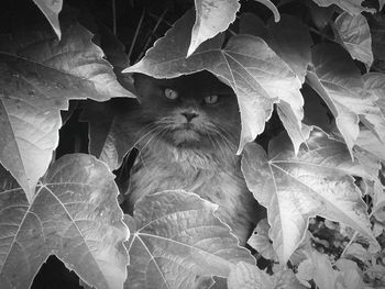 Close-up portrait of cat on plant