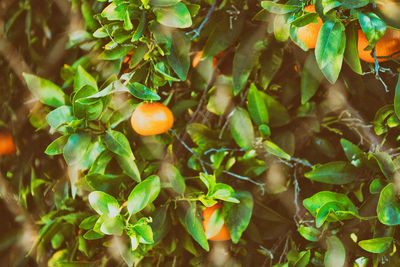 Close-up of fruits growing on tree