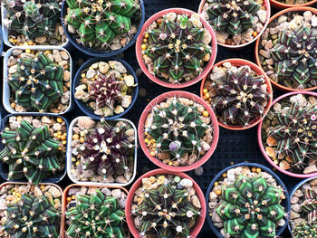 Full frame shot of potted plants