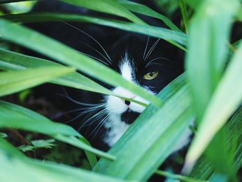 Close-up portrait of cat on plant