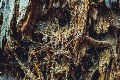 Full frame shot of tree trunk