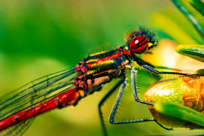 Close-up of insect on leaf