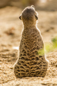 Close-up of giraffe on field