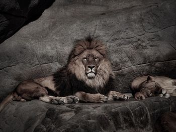 Lions relaxing on rock at zoo