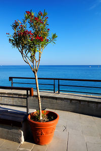 Flower pot by bench against sea