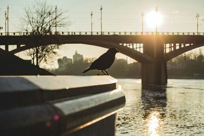 Seagull perching on bridge over river against sky