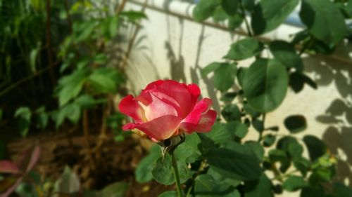 Close-up of red flower blooming outdoors