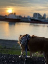 Close-up of a dog on shore against sunset sky