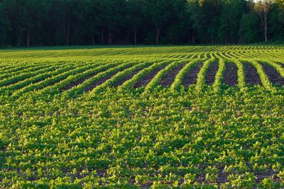 Scenic view of agricultural field