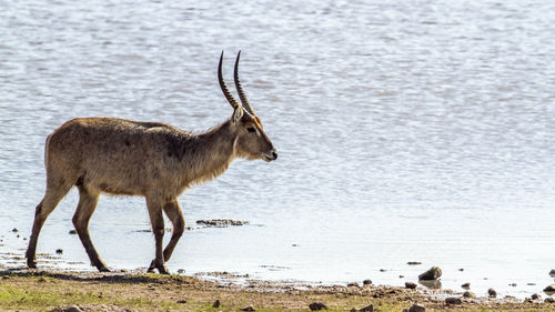 Deer standing on beach