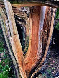 High angle view of tree stump in forest