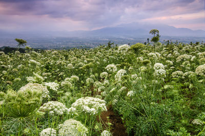 plant