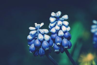 Close-up of blue flowers