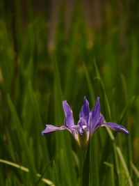 Close-up of purple flowering plant on field