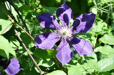 Close-up of purple flowering plant