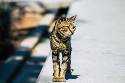 Cat looking away outdoors