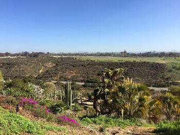 Scenic view of grassy field against clear sky