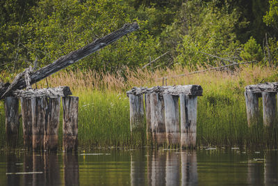 Wooden posts in lake