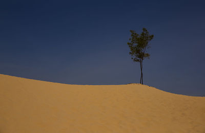 Scenic view of field against clear sky