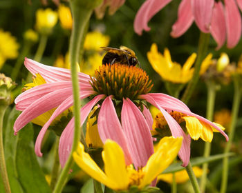 Close-up of bee pollinating on coral coneflower