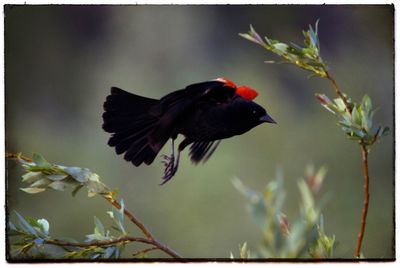 Close-up of bird flying