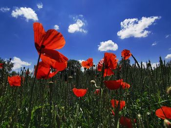 Close-up of red poppy flowers on field against sky