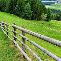 Scenic view of grassy field
