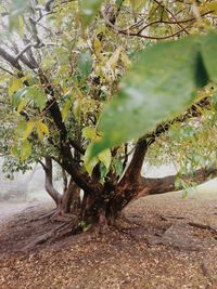 Close-up of fruit tree