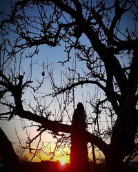 Low angle view of silhouette tree against sky