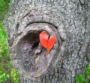 Close-up of a leaf on tree trunk