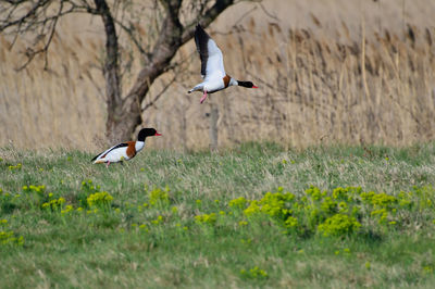 Birds on field